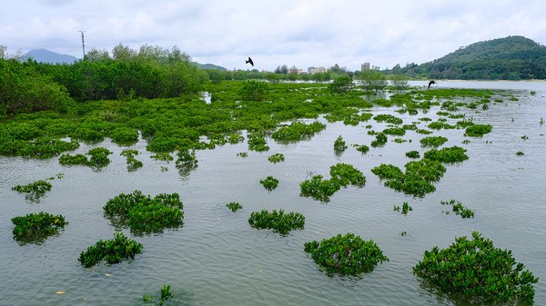 马爹利红树林保护项目助力红树林湿地生态系统的改善，为燕子和其他鸟类提供更好的栖息地