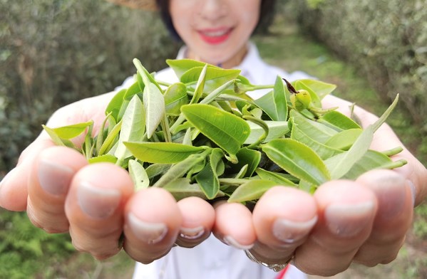 升级游览项目举例：游访安溪铁观音茶园（厦门）