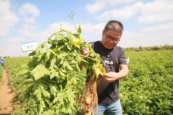 拜耳作物科学人员向参会代表展示马铃薯植保防治效果