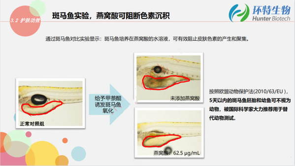 斑马鱼技术助力燕窝酸的功效研发实验图1