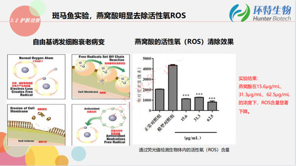 斑马鱼技术助力燕窝酸的功效研发实验图2