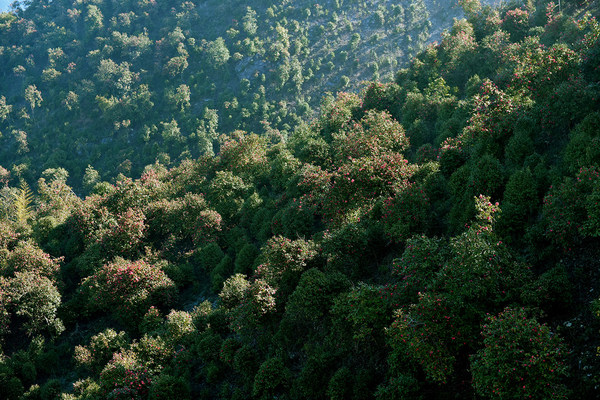 林清轩山茶花种植基地