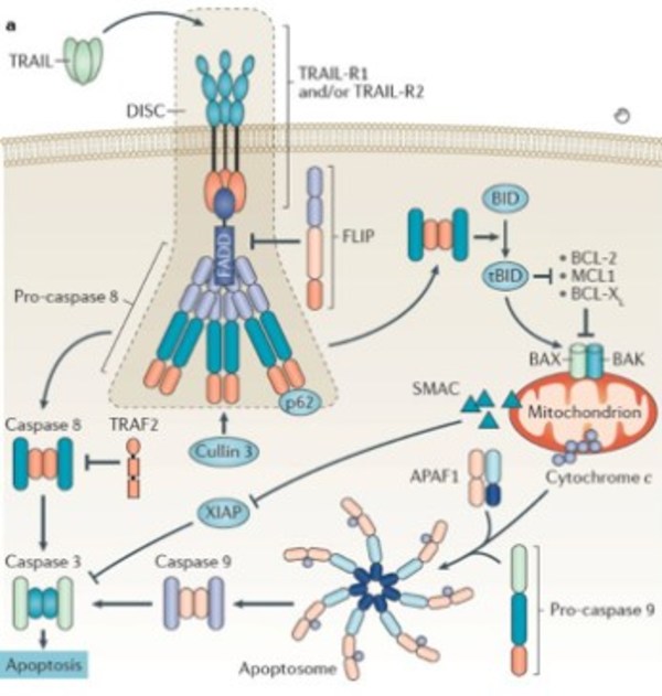 图1 TRAILR2诱导细胞凋亡机制